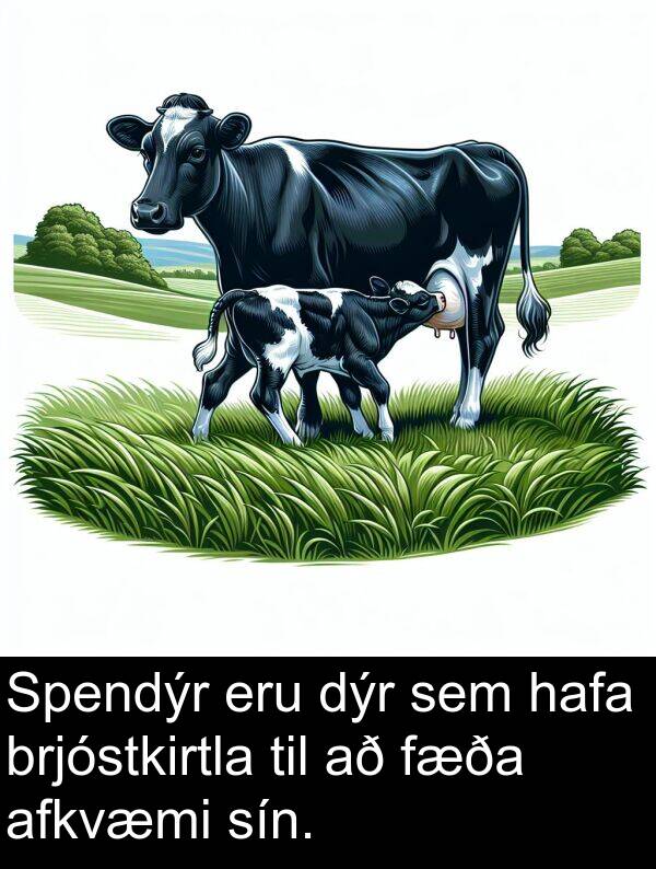 dýr: Spendýr eru dýr sem hafa brjóstkirtla til að fæða afkvæmi sín.