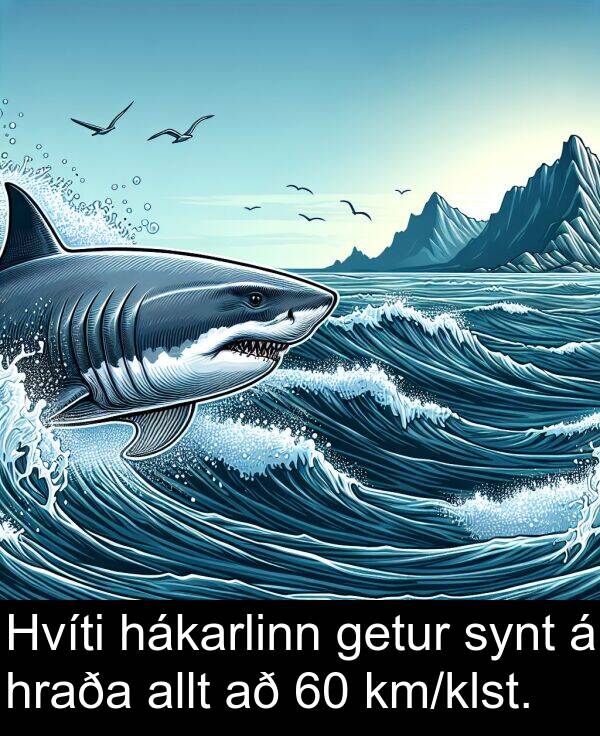 allt: Hvíti hákarlinn getur synt á hraða allt að 60 km/klst.