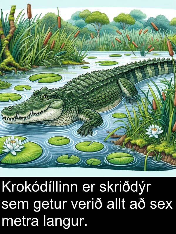 allt: Krokódíllinn er skriðdýr sem getur verið allt að sex metra langur.