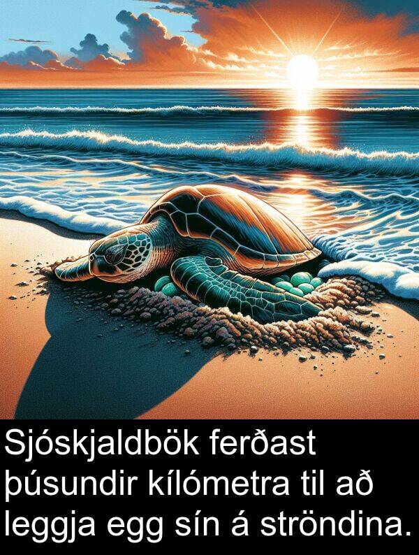 þúsundir: Sjóskjaldbök ferðast þúsundir kílómetra til að leggja egg sín á ströndina.