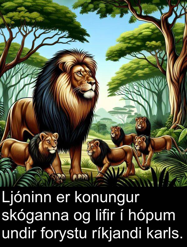 ríkjandi: Ljóninn er konungur skóganna og lifir í hópum undir forystu ríkjandi karls.