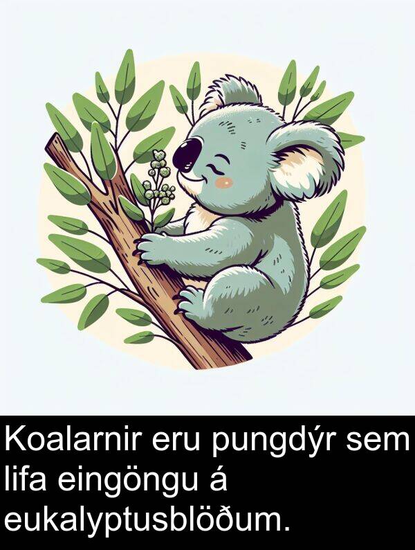 lifa: Koalarnir eru pungdýr sem lifa eingöngu á eukalyptusblöðum.