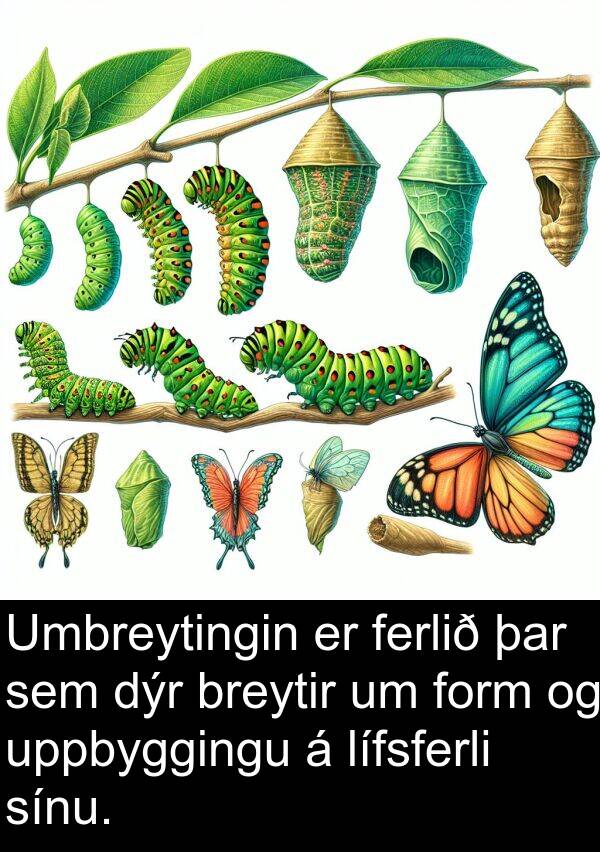 dýr: Umbreytingin er ferlið þar sem dýr breytir um form og uppbyggingu á lífsferli sínu.