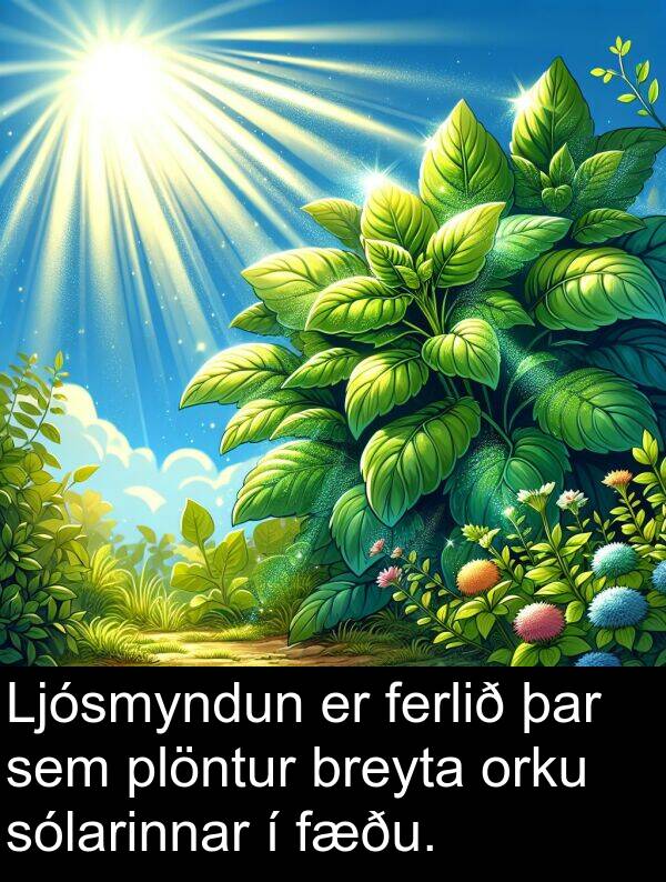 þar: Ljósmyndun er ferlið þar sem plöntur breyta orku sólarinnar í fæðu.