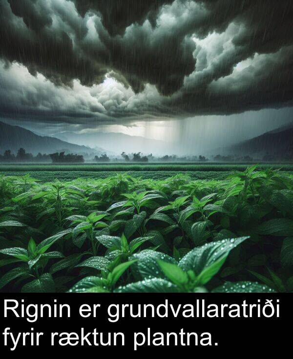 plantna: Rignin er grundvallaratriði fyrir ræktun plantna.