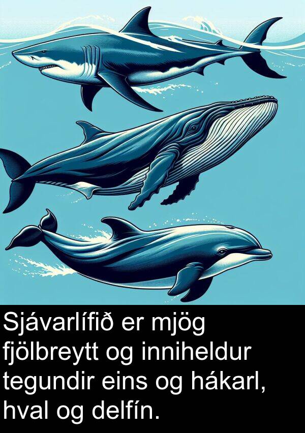 inniheldur: Sjávarlífið er mjög fjölbreytt og inniheldur tegundir eins og hákarl, hval og delfín.