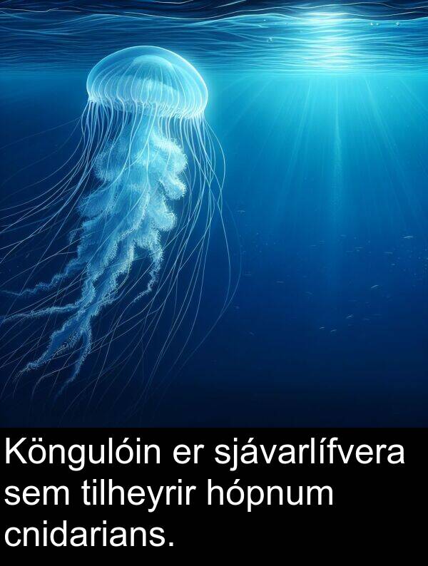 tilheyrir: Köngulóin er sjávarlífvera sem tilheyrir hópnum cnidarians.