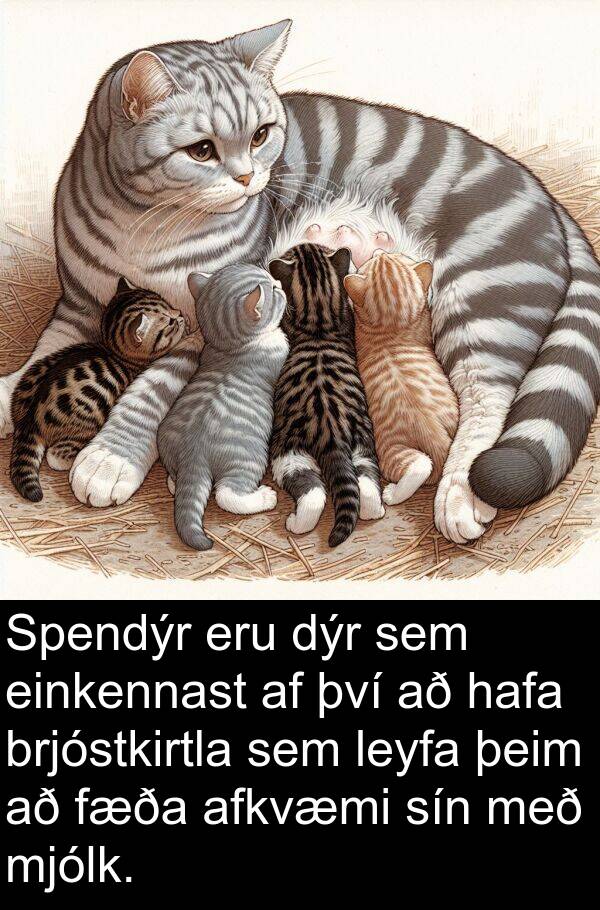 þeim: Spendýr eru dýr sem einkennast af því að hafa brjóstkirtla sem leyfa þeim að fæða afkvæmi sín með mjólk.