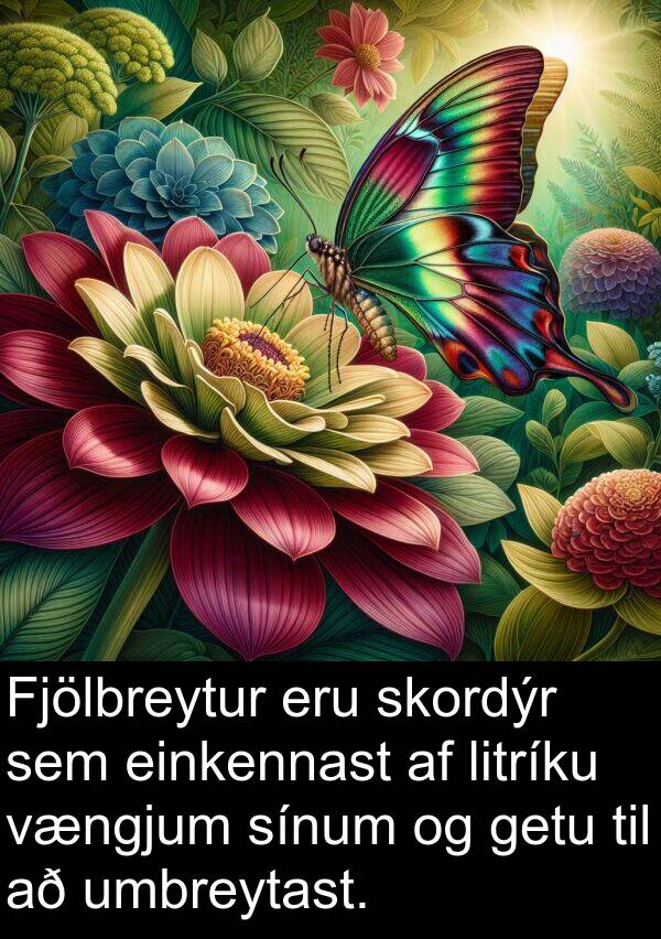 einkennast: Fjölbreytur eru skordýr sem einkennast af litríku vængjum sínum og getu til að umbreytast.