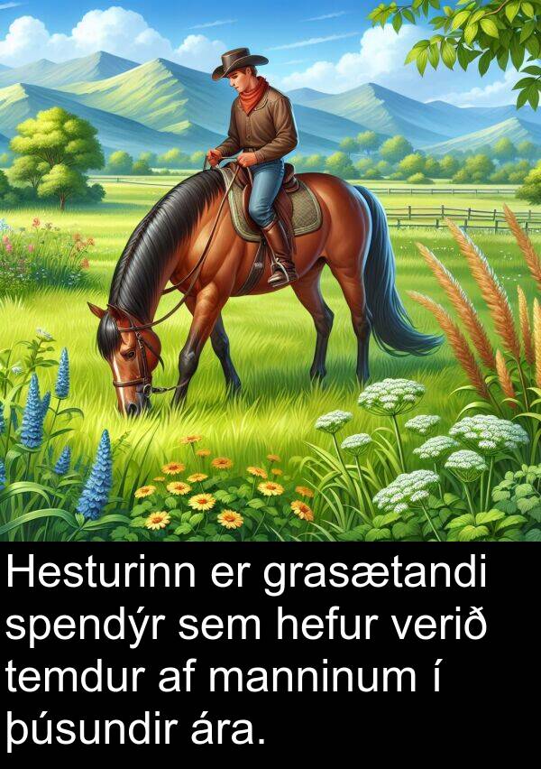 þúsundir: Hesturinn er grasætandi spendýr sem hefur verið temdur af manninum í þúsundir ára.