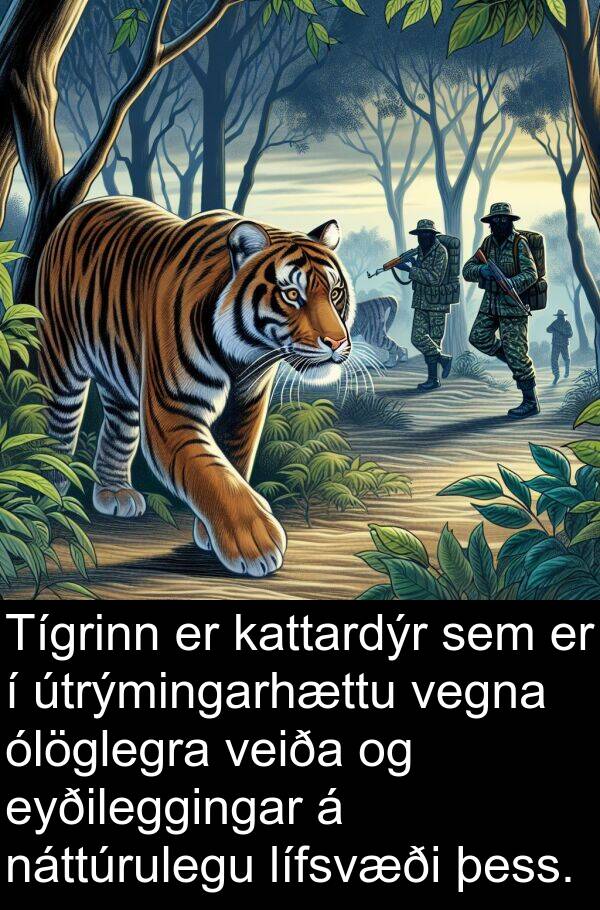 ólöglegra: Tígrinn er kattardýr sem er í útrýmingarhættu vegna ólöglegra veiða og eyðileggingar á náttúrulegu lífsvæði þess.