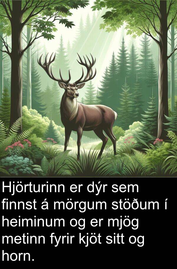 finnst: Hjörturinn er dýr sem finnst á mörgum stöðum í heiminum og er mjög metinn fyrir kjöt sitt og horn.