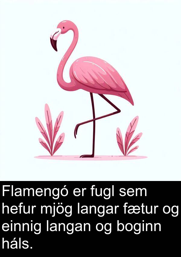 einnig: Flamengó er fugl sem hefur mjög langar fætur og einnig langan og boginn háls.