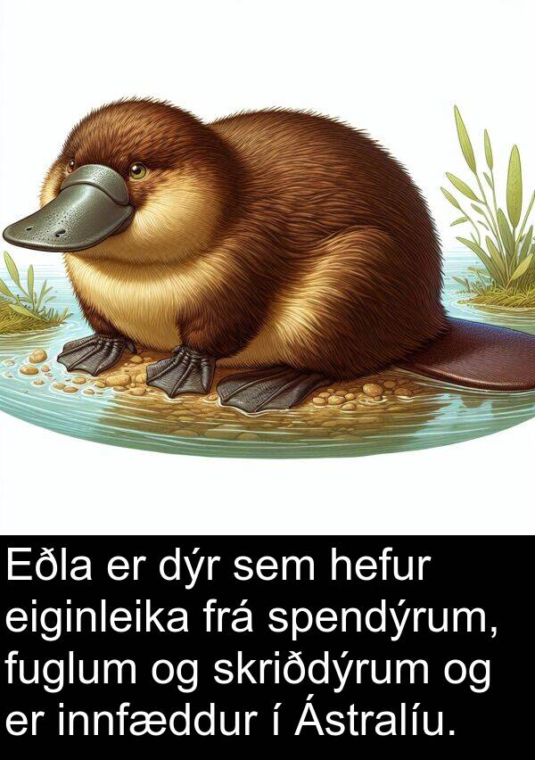 eiginleika: Eðla er dýr sem hefur eiginleika frá spendýrum, fuglum og skriðdýrum og er innfæddur í Ástralíu.