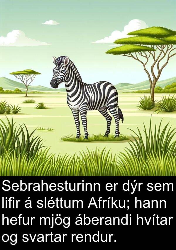 rendur: Sebrahesturinn er dýr sem lifir á sléttum Afríku; hann hefur mjög áberandi hvítar og svartar rendur.