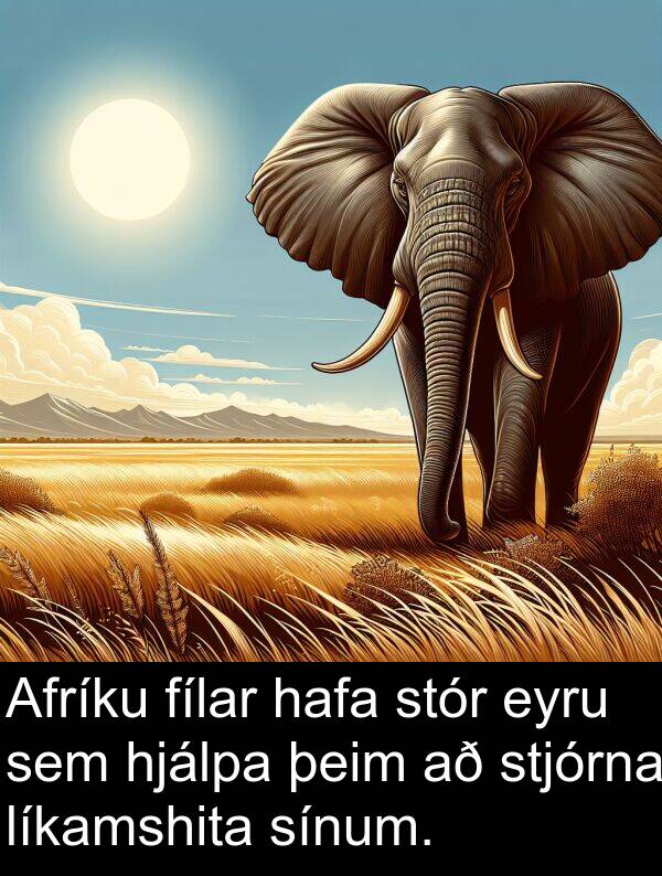 þeim: Afríku fílar hafa stór eyru sem hjálpa þeim að stjórna líkamshita sínum.