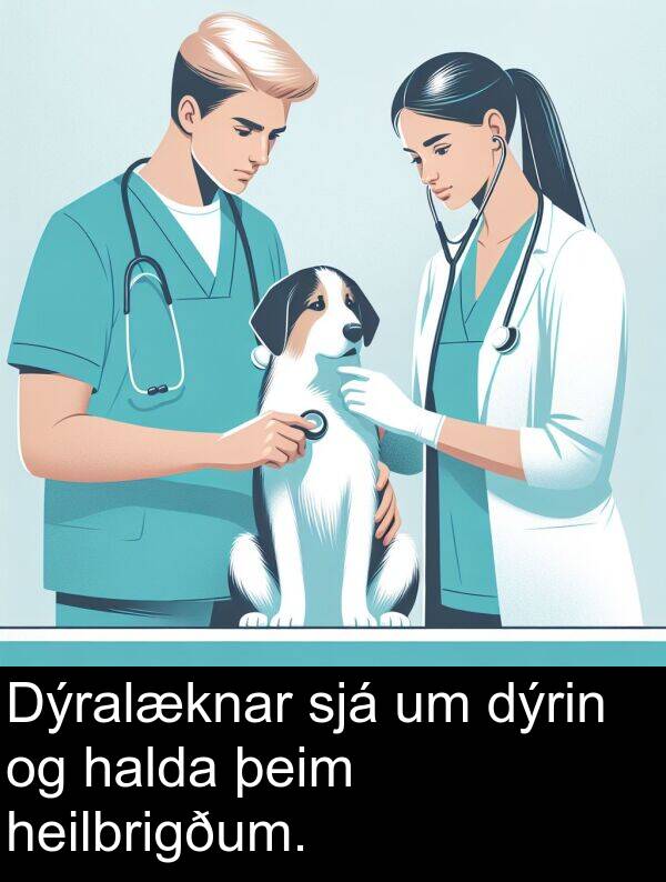 þeim: Dýralæknar sjá um dýrin og halda þeim heilbrigðum.