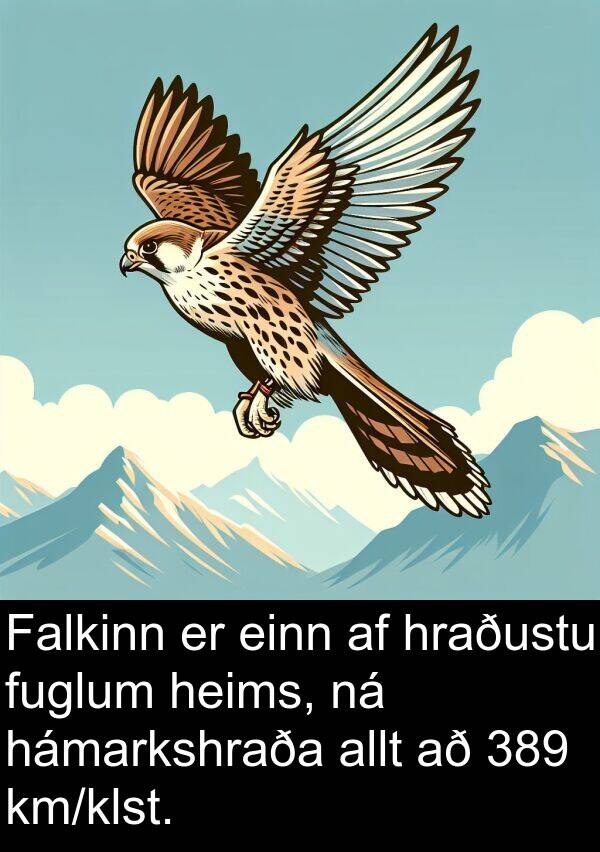 einn: Falkinn er einn af hraðustu fuglum heims, ná hámarkshraða allt að 389 km/klst.