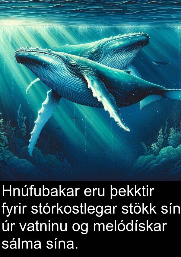 þekktir: Hnúfubakar eru þekktir fyrir stórkostlegar stökk sín úr vatninu og melódískar sálma sína.