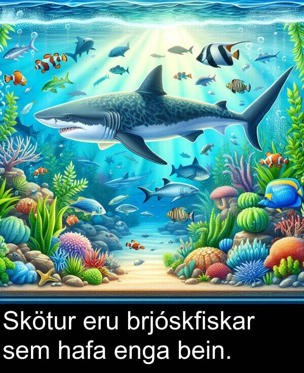sem: Skötur eru brjóskfiskar sem hafa enga bein.