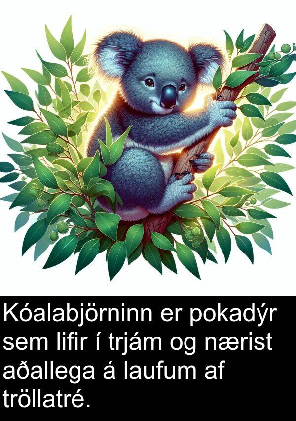 laufum: Kóalabjörninn er pokadýr sem lifir í trjám og nærist aðallega á laufum af tröllatré.
