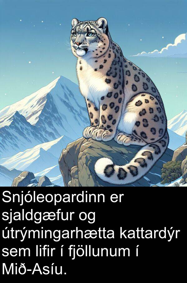 kattardýr: Snjóleopardinn er sjaldgæfur og útrýmingarhætta kattardýr sem lifir í fjöllunum í Mið-Asíu.