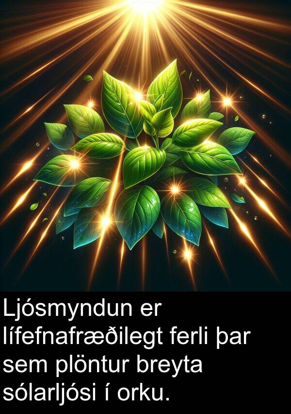 ferli: Ljósmyndun er lífefnafræðilegt ferli þar sem plöntur breyta sólarljósi í orku.