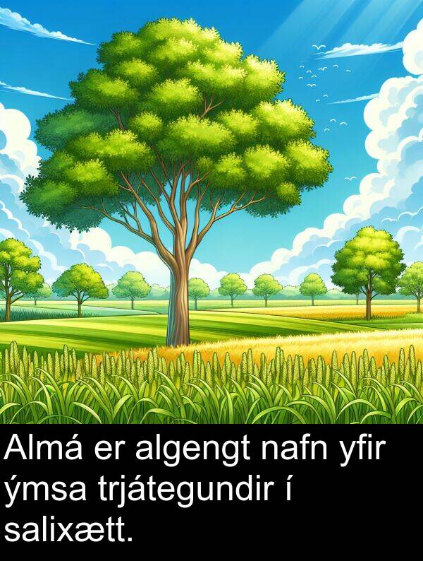 algengt: Almá er algengt nafn yfir ýmsa trjátegundir í salixætt.