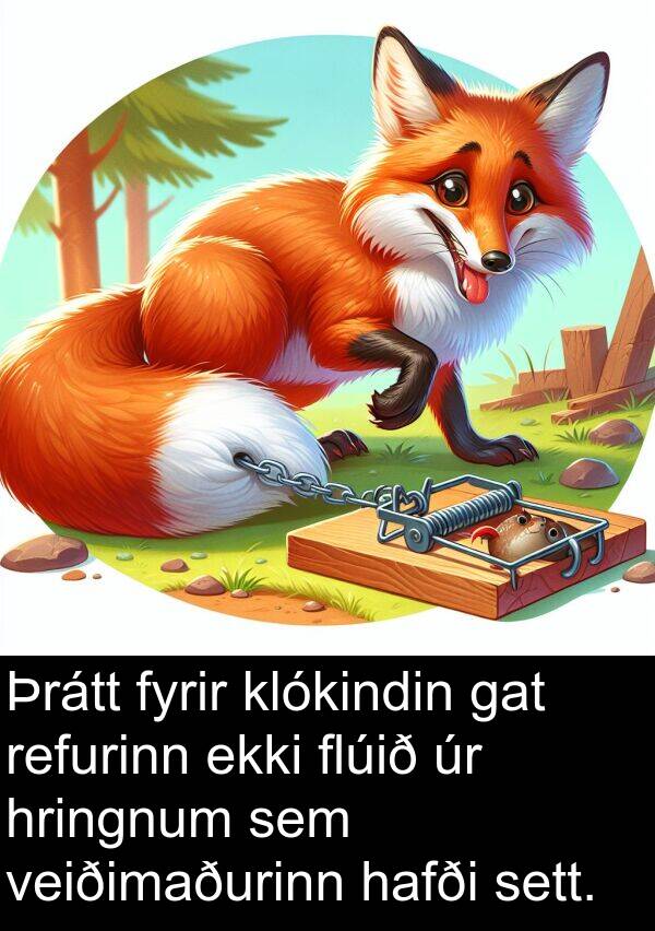 klókindin: Þrátt fyrir klókindin gat refurinn ekki flúið úr hringnum sem veiðimaðurinn hafði sett.