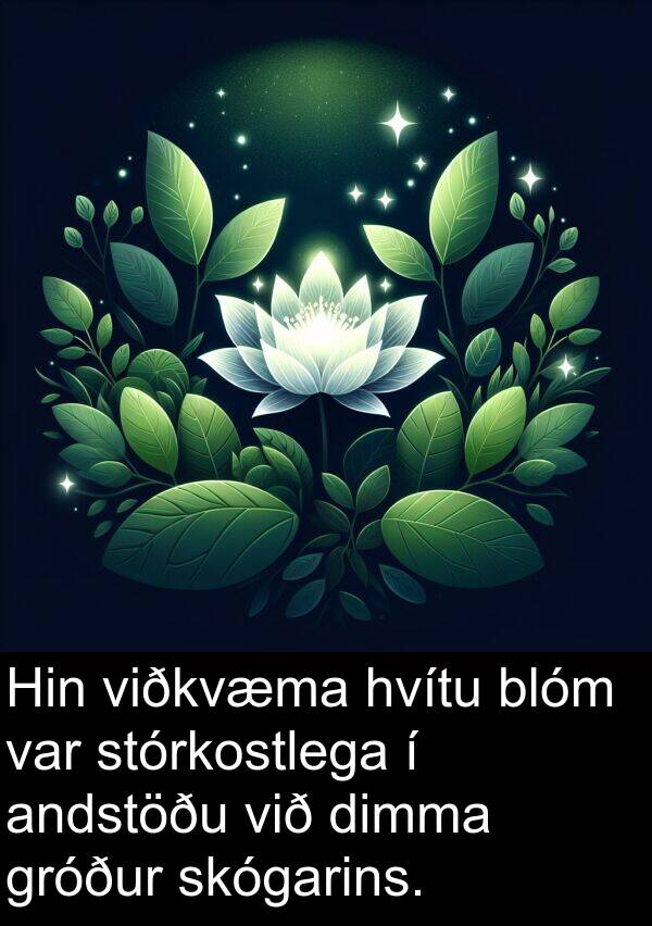 dimma: Hin viðkvæma hvítu blóm var stórkostlega í andstöðu við dimma gróður skógarins.