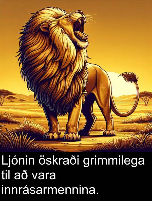 öskraði: Ljónin öskraði grimmilega til að vara innrásarmennina.