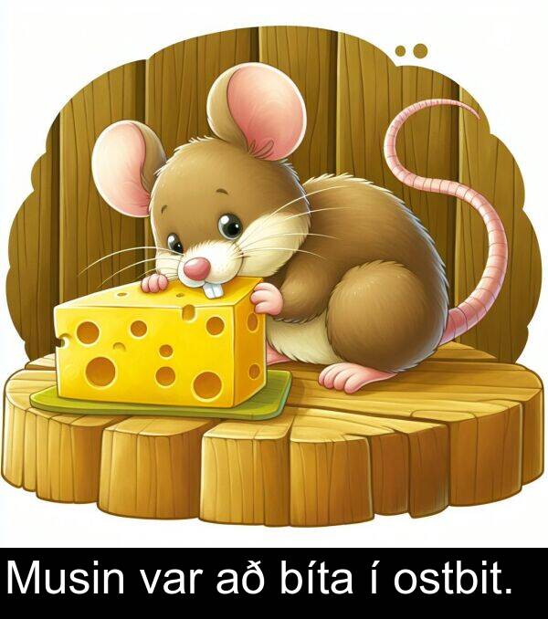var: Musin var að bíta í ostbit.