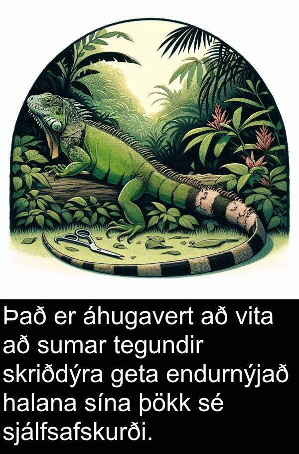 þökk: Það er áhugavert að vita að sumar tegundir skriðdýra geta endurnýjað halana sína þökk sé sjálfsafskurði.