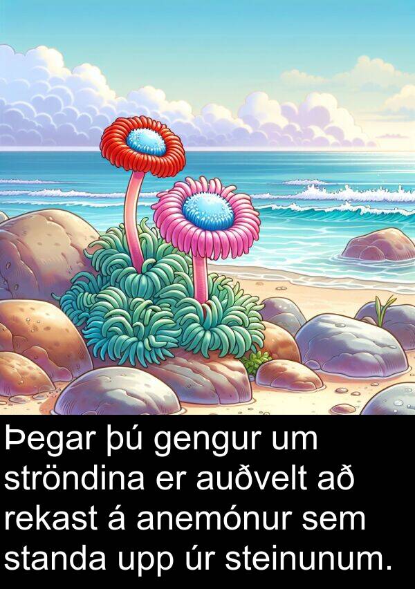 rekast: Þegar þú gengur um ströndina er auðvelt að rekast á anemónur sem standa upp úr steinunum.