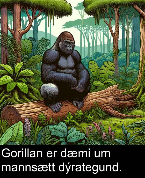 dýrategund: Gorillan er dæmi um mannsætt dýrategund.