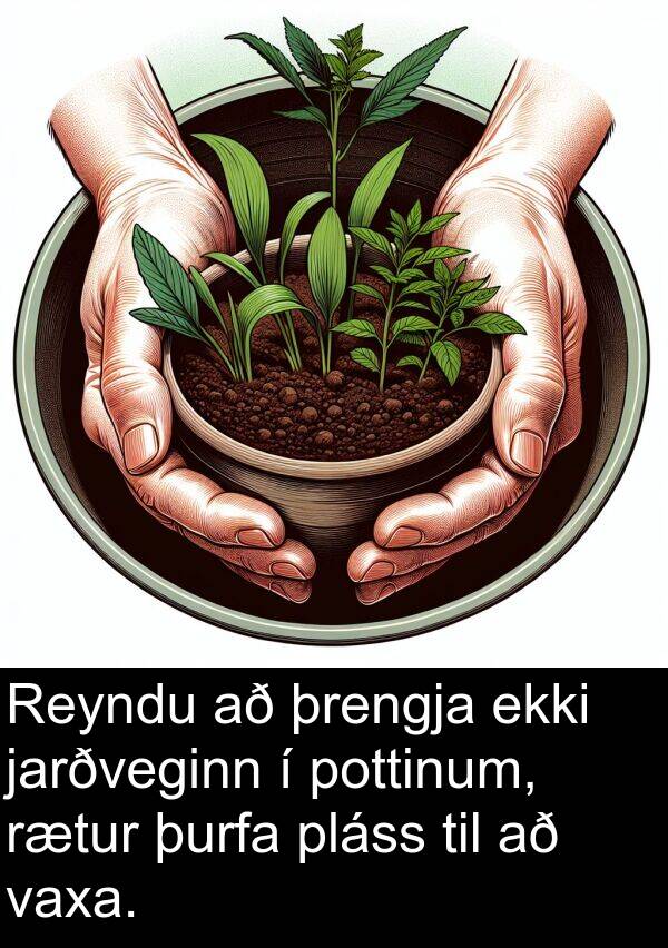 þurfa: Reyndu að þrengja ekki jarðveginn í pottinum, rætur þurfa pláss til að vaxa.