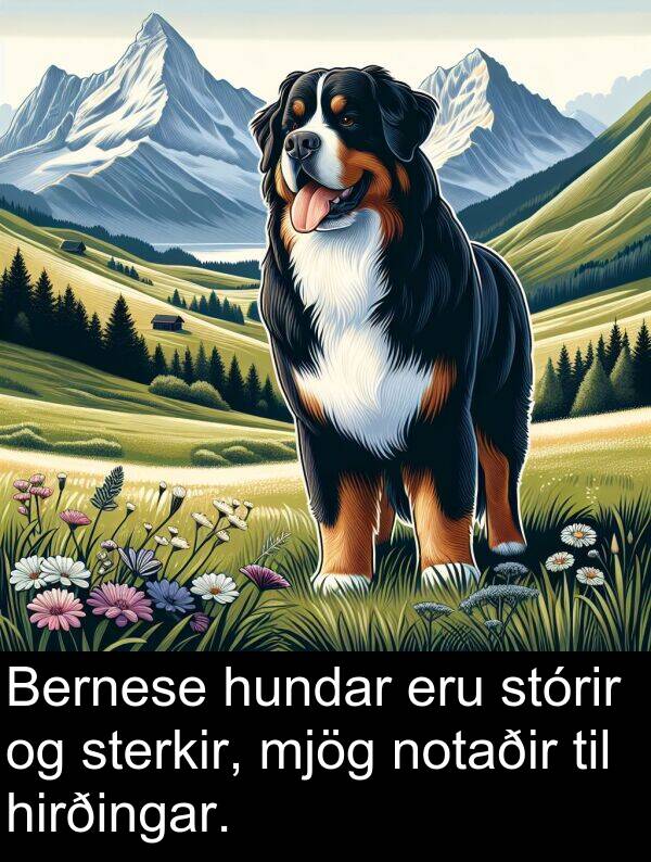 stórir: Bernese hundar eru stórir og sterkir, mjög notaðir til hirðingar.