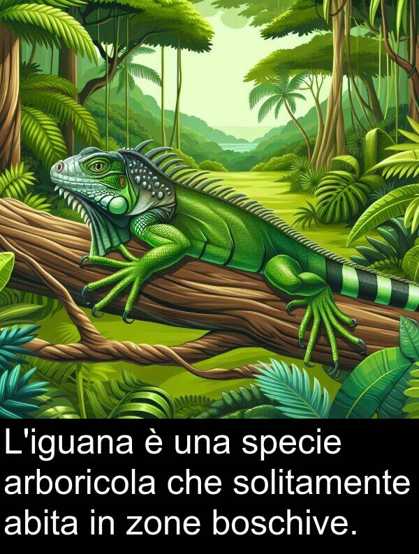 zone: L'iguana è una specie arboricola che solitamente abita in zone boschive.