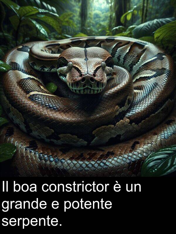 grande: Il boa constrictor è un grande e potente serpente.