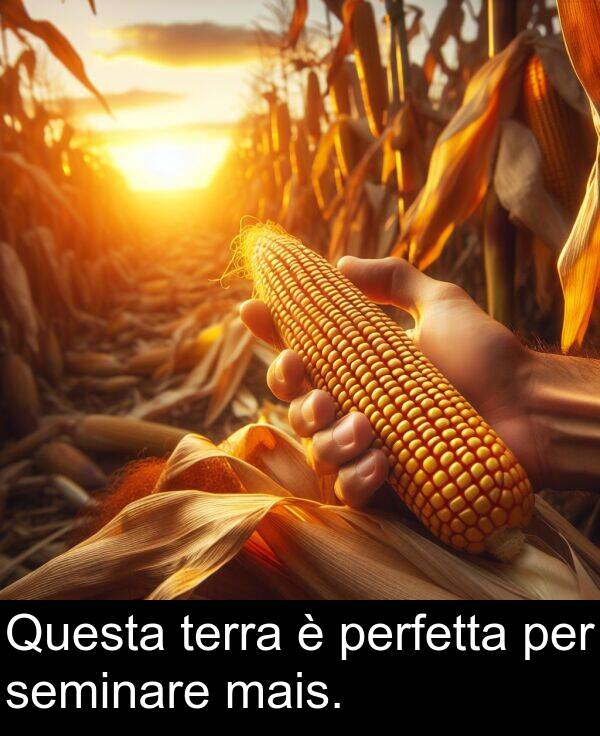 per: Questa terra è perfetta per seminare mais.