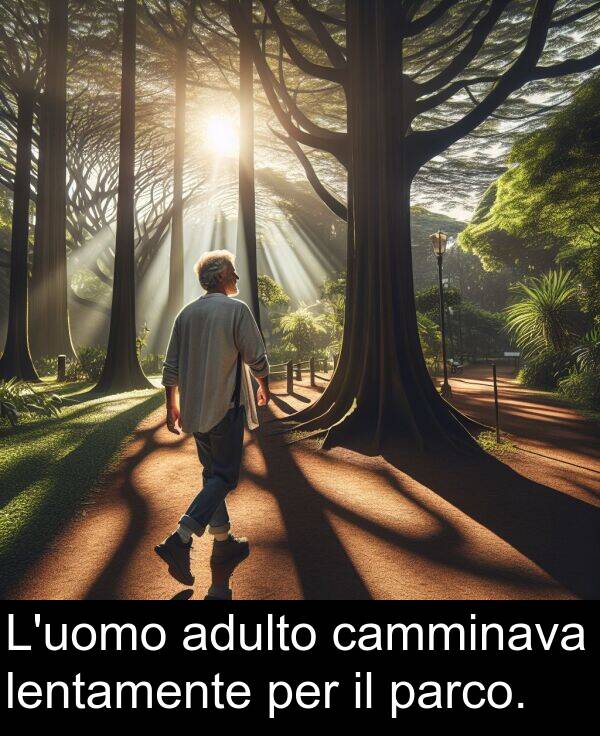 adulto: L'uomo adulto camminava lentamente per il parco.