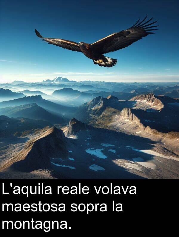 sopra: L'aquila reale volava maestosa sopra la montagna.