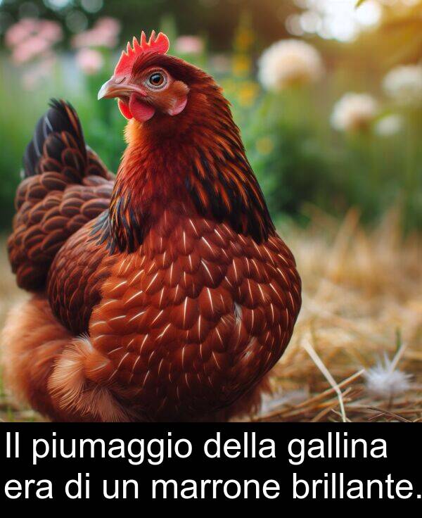 piumaggio: Il piumaggio della gallina era di un marrone brillante.