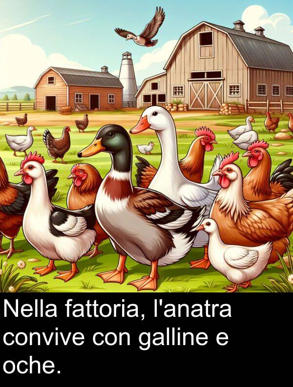 galline: Nella fattoria, l'anatra convive con galline e oche.