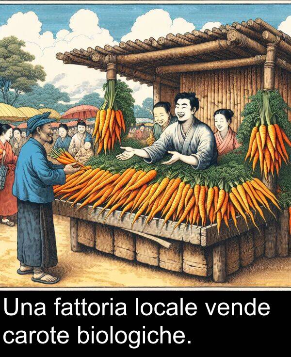 locale: Una fattoria locale vende carote biologiche.