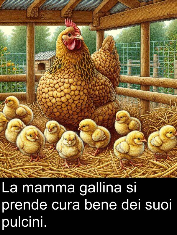 suoi: La mamma gallina si prende cura bene dei suoi pulcini.