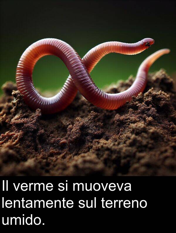 sul: Il verme si muoveva lentamente sul terreno umido.
