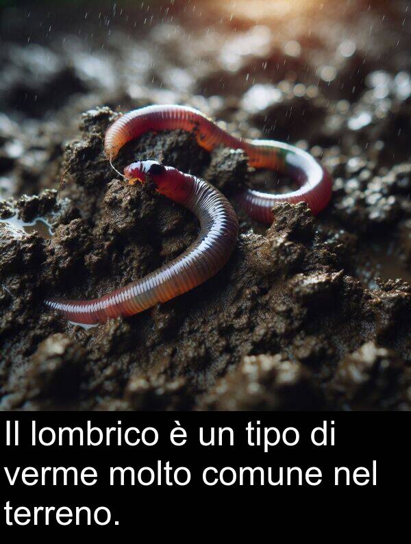 lombrico: Il lombrico è un tipo di verme molto comune nel terreno.
