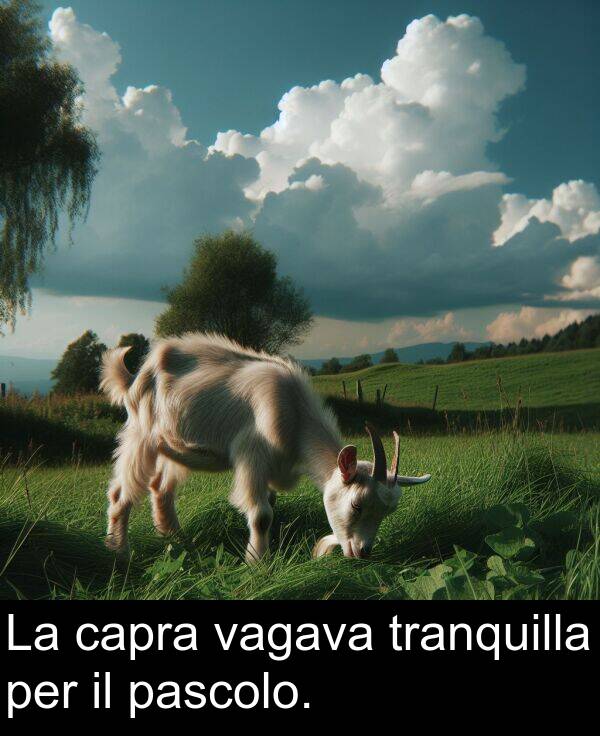 vagava: La capra vagava tranquilla per il pascolo.