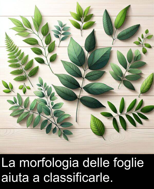 classificarle: La morfologia delle foglie aiuta a classificarle.